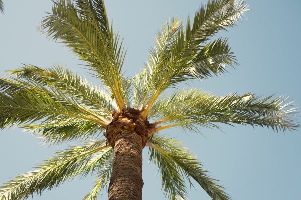 Palm Tree Pruning in Stone Mountain