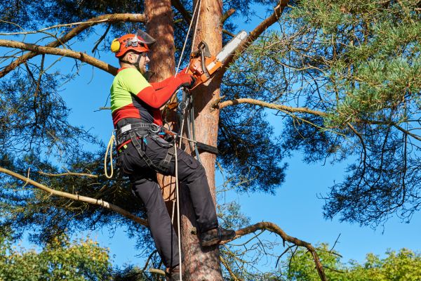 Tree Service in Stone Mountain