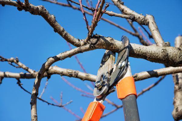 Tree Shearing in Stone Mountain