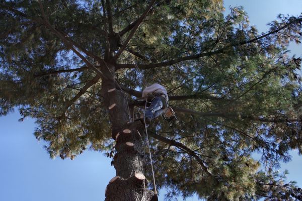 Trimming Service in Stone Mountain