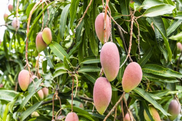 Mango Tree Trimming in Stone Mountain