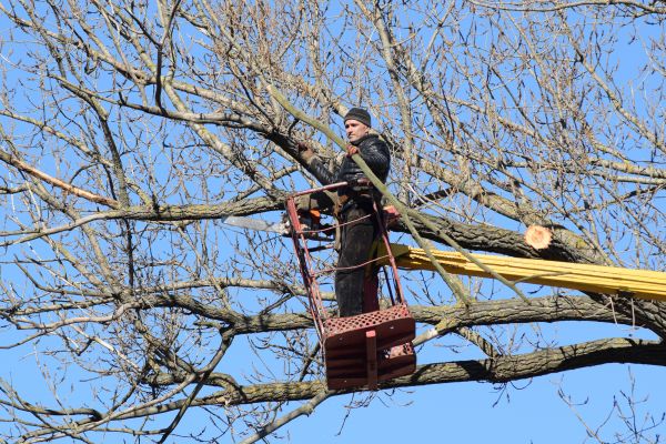 Emergency Tree Trimming in Stone Mountain