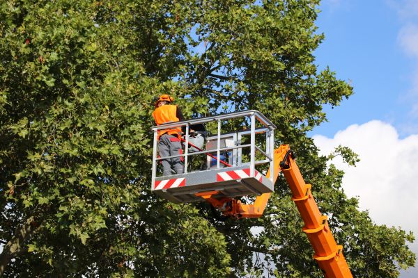 Commercial Tree Service in Stone Mountain