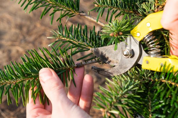 Pine Tree Pruning in Stone Mountain