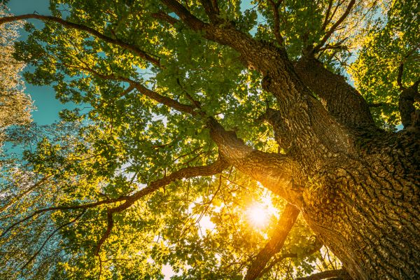 Oak Tree Pruning in Stone Mountain