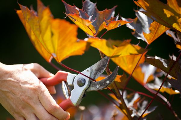 Maple Tree Pruning in Stone Mountain