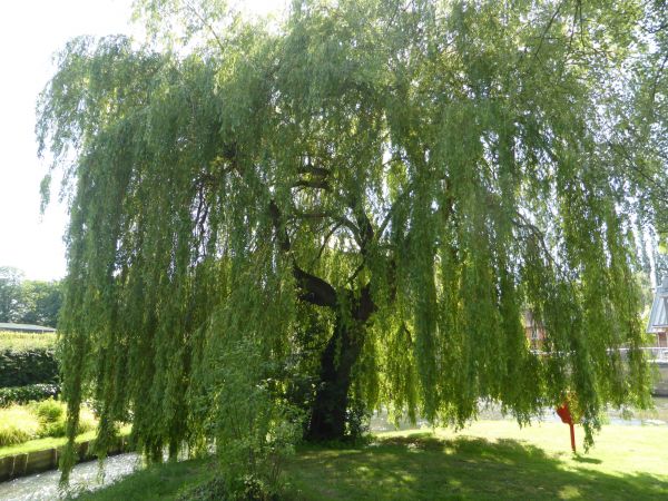 Willow Tree Trimming in Stone Mountain