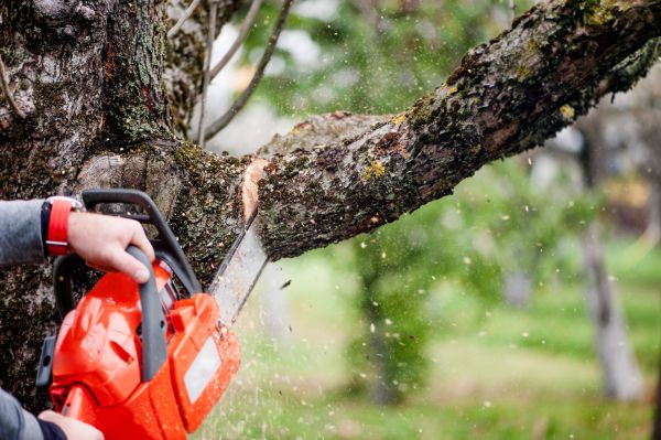 Tree Limbs Removal in Stone Mountain