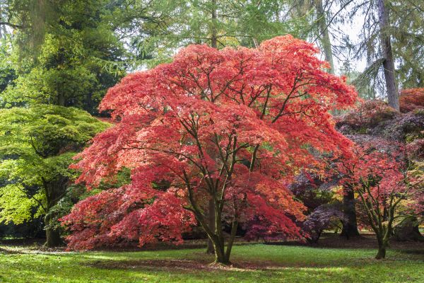 Japanese Maple Pruning in Stone Mountain