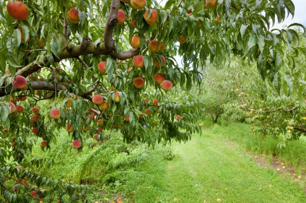 Peach Tree Pruning in Stone Mountain