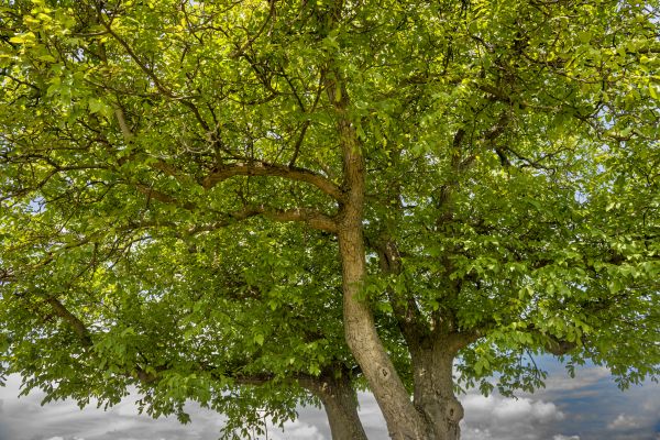 Walnut Tree Trimming in Stone Mountain
