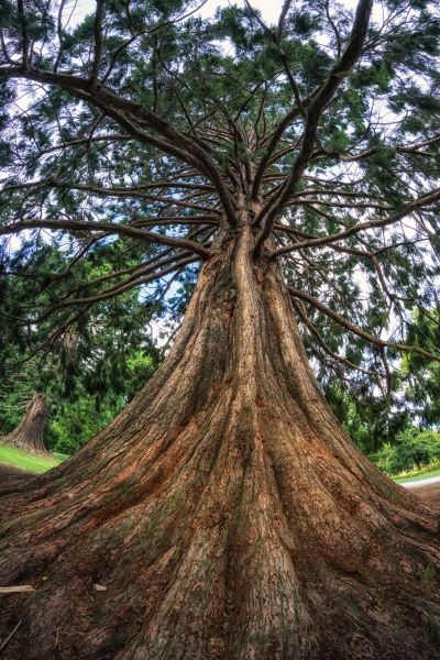 Cedar Tree Pruning in Stone Mountain