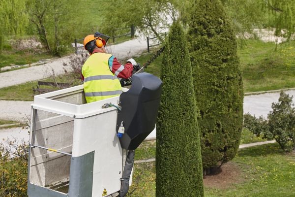 Cypress Tree Pruning in Stone Mountain