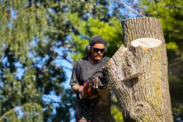 Ash Tree Pruning in Stone Mountain