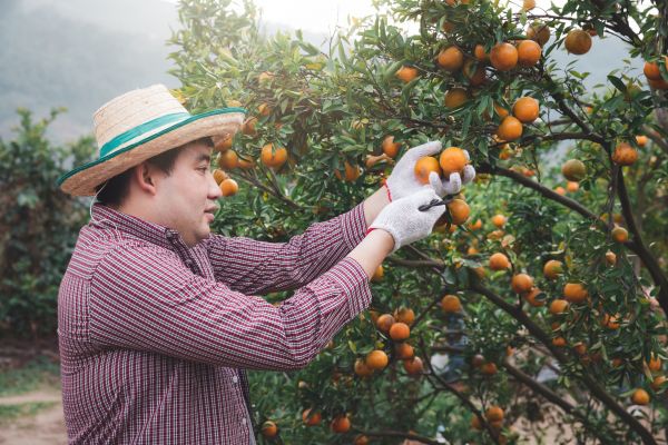 Orange Tree Pruning in Stone Mountain
