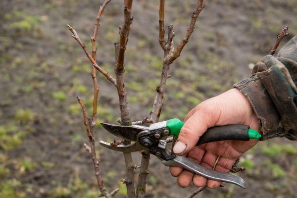 Pear Trees Pruning in Stone Mountain