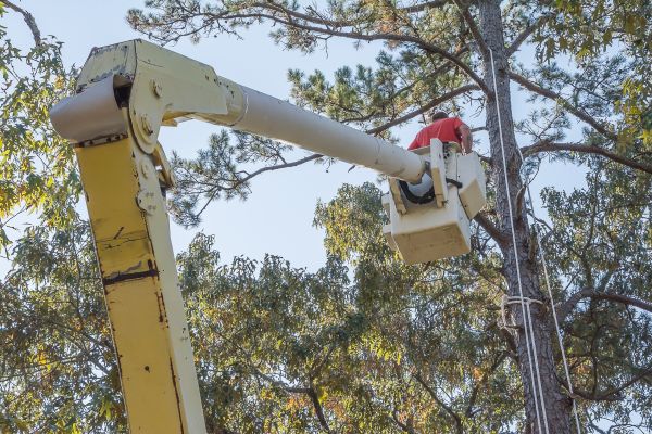 Limbs Trimming in Stone Mountain