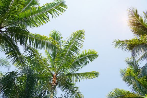 Queen Palm Tree Trimming in Stone Mountain