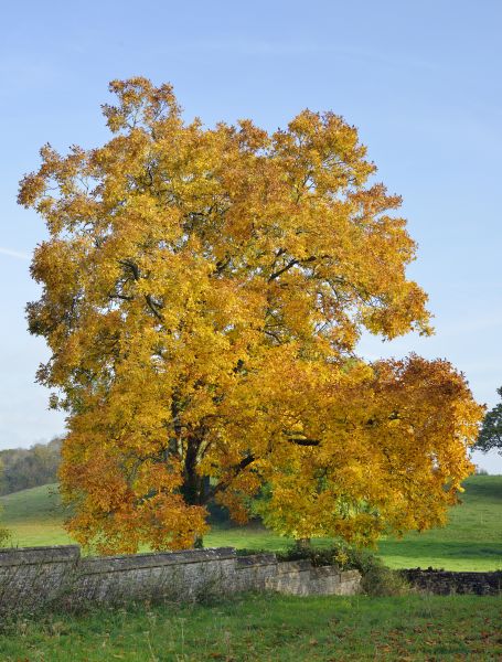 Hickory Tree Trimming in Stone Mountain
