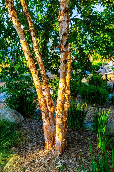 River Birch Trimming in Stone Mountain