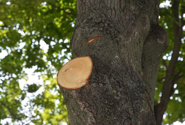 Limb Cutting in Stone Mountain