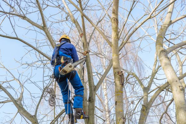Large Tree Trimming in Stone Mountain