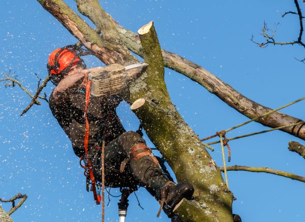 Tree Trimming Service in Stone Mountain