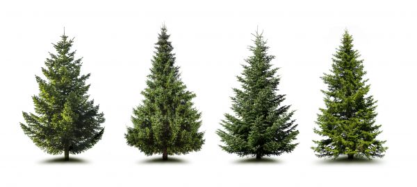 Pine Tree Trimming in Stone Mountain