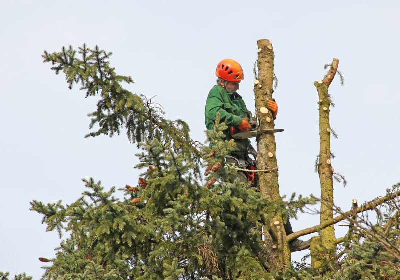 Tree Trimming