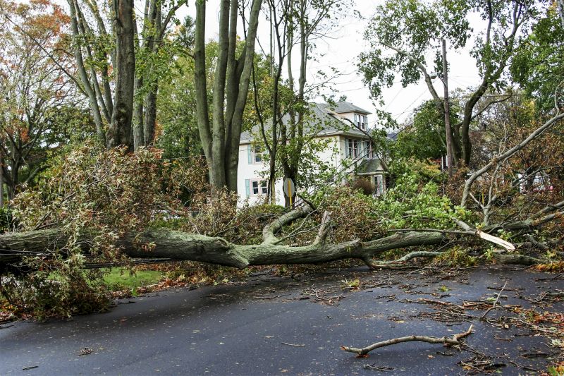 Storm Damage Tree on Property