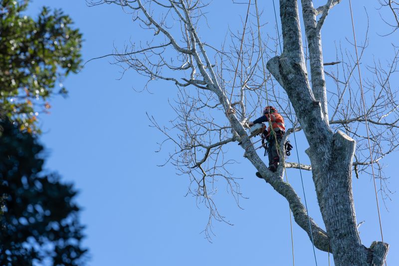 Overgrown Tree Pruning
